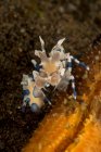 Сине-белые креветки арлекина на оранжевой морской звезде, Индонезия — стоковое фото