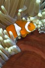 Pesce pagliaccio nell'anemone ospite — Foto stock