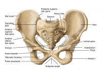 Anatomy of human pelvic bone with labels — Stock Photo