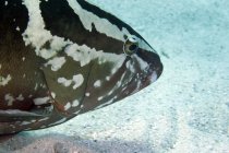 Nassau grouper nadando sobre fundo — Fotografia de Stock