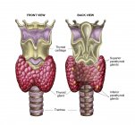 Anatomy of thyroid gland with larynx and cartilage with labels — Stock Photo