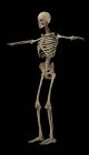 3D-Darstellung des menschlichen Skelettsystems auf schwarzem Hintergrund — Stockfoto
