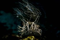 Melabi colemani nudibranch — Stock Photo