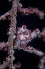 Caballito de mar pigmeo imitando host gorgonian - foto de stock