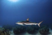 Tiburón arrecife nadando sobre bombas de coral - foto de stock