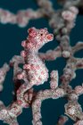 Bargibant pygmy seahorse — Stock Photo