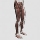 Чоловіча м'язова анатомія людських ніг — стокове фото