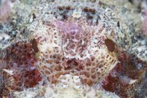 Colorido scorpionfish primer plano headshot - foto de stock