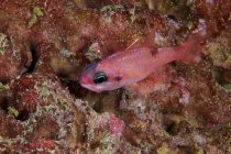 Mimic Cardinalfish close seup shot — стоковое фото