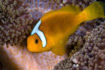 Cofano bianco anemonefish su anemone Merten — Foto stock