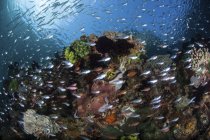 Риба плаває над барвистим кораловим рифом — стокове фото