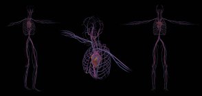 Rendu 3D du système circulatoire humain sur fond noir — Photo de stock