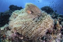 Clownfish swimming among anemone tentacles — стоковое фото