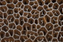 Крупный план коралловой колонии — стоковое фото
