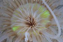 Sand anemone with green coloring — Stock Photo
