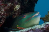 Райдужна папуга в кораловому рифі — стокове фото