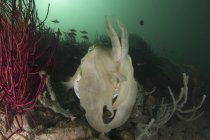 Ширококлювая каракатица в темной воде — стоковое фото