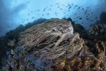 Courant fort balançant coraux — Photo de stock