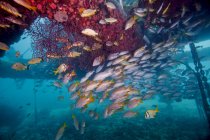 Schnapper und Grunzer schwimmen durch Meeresventilatoren — Stockfoto