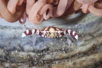 Arlequín nadando cangrejo en tubo anémona - foto de stock