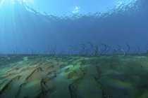 Wellenförmige Gartenaale auf dem Meeresboden — Stockfoto