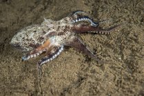 Кокосовый осьминог на дне моря — стоковое фото