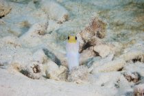 Pesce mandibola testa gialla — Foto stock