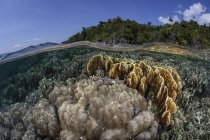 Vasta gamma di coralli per la costruzione di barriere coralline — Foto stock