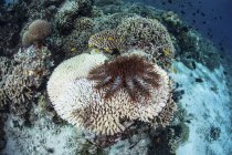 Колючая морская звезда на столовых кораллах — стоковое фото