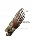 Piede con muscoli intermedi dorsali e strutture ossee con annotazioni — Foto stock