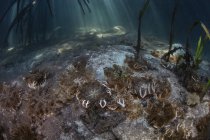 Méduses à l'envers posées sur le fond marin — Photo de stock