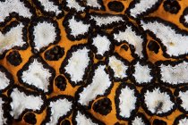 Tiro de primer plano tunicate colonial - foto de stock