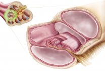 Ilustração médica da endolinfa no labirinto membranoso da orelha interna — Fotografia de Stock
