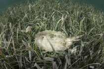 Raia amarela que põe no seagrass — Fotografia de Stock