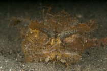 Green ambon scorpionfish closeup shot — Stock Photo