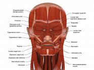Músculos faciales de la cabeza humana con etiquetas - foto de stock