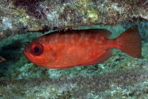Red Bigeye hovering under coral reef — Stock Photo