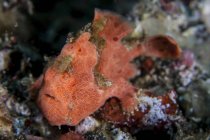Pesce rana mimetizzato sulla barriera corallina — Foto stock