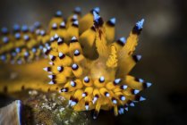 Janolus nudibranch primo piano shot — Foto stock
