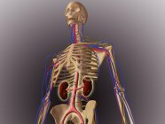 Esqueleto humano que muestra riñones y sistema nervioso - foto de stock