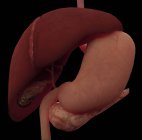 Representación 3D del hígado y el estómago del sistema digestivo humano - foto de stock