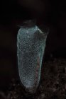 Делікатний tunicate Комодо Національний парк — стокове фото