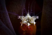 Headshot of mushroom coral shrimp — Stock Photo
