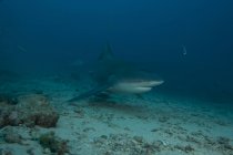 Tubarão-touro no local de mergulho Bistro — Fotografia de Stock