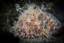 Лягушачья рыба висит приманка над ртом — стоковое фото
