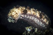 Sea cucumber releasing spawn — Stock Photo