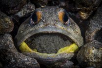Jawfish brooding eggs in mouth — Stock Photo