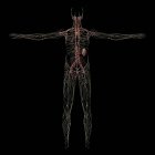 Rendering 3D del sistema linfatico umano su sfondo nero — Foto stock