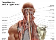 Anatomia humana dos músculos profundos no pescoço e parte superior das costas — Fotografia de Stock