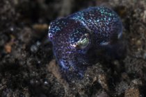 Small bobtail squid on sand — Stock Photo